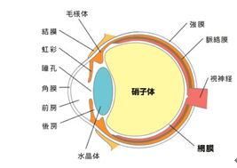 硝子体