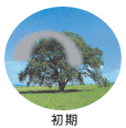 単焦点眼内レンズ 初期