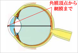 角膜頂点