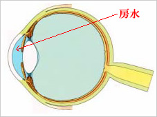 前房蛋白細胞数検査①