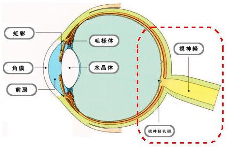 視神経のイラスト